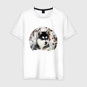 Мужская футболка хлопок с принтом Щенок хаски , 100% хлопок | прямой крой, круглый вырез горловины, длина до линии бедер, слегка спущенное плечо. | dog | husky | собака | хаски | щенок