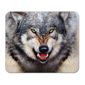 Коврик прямоугольный с принтом Волк , натуральный каучук | размер 230 х 185 мм; запечатка лицевой стороны | волк | животные | злой волк | зубы | оскал