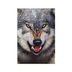 Обложка для паспорта матовая кожа с принтом Волк , натуральная матовая кожа | размер 19,3 х 13,7 см; прозрачные пластиковые крепления | Тематика изображения на принте: волк | животные | злой волк | зубы | оскал
