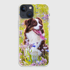 Чехол для iPhone 13 mini с принтом Австралийская овчарка ,  |  | Тематика изображения на принте: австралийская овчарка | животное | порода | собака | ц