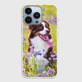 Чехол для iPhone 13 Pro с принтом Австралийская овчарка ,  |  | Тематика изображения на принте: австралийская овчарка | животное | порода | собака | ц