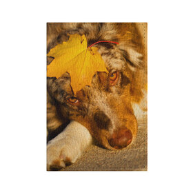 Обложка для паспорта матовая кожа с принтом Австралийская овчарка , натуральная матовая кожа | размер 19,3 х 13,7 см; прозрачные пластиковые крепления | Тематика изображения на принте: австралийская овчарка | клён | осень | порода | собака