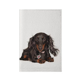 Обложка для паспорта матовая кожа с принтом Карликовая такса , натуральная матовая кожа | размер 19,3 х 13,7 см; прозрачные пластиковые крепления | Тематика изображения на принте: животное | карликовая такса | порода | собака
