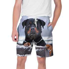 Мужские шорты 3D с принтом Ротвейлер ,  полиэстер 100% | прямой крой, два кармана без застежек по бокам. Мягкая трикотажная резинка на поясе, внутри которой широкие завязки. Длина чуть выше колен | животное | порода | ротвейлер | собака