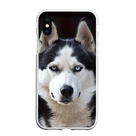 Чехол для iPhone XS Max матовый с принтом Хаски , Силикон | Область печати: задняя сторона чехла, без боковых панелей | бандит | животное | порода | собака | хаски | хаски бандит
