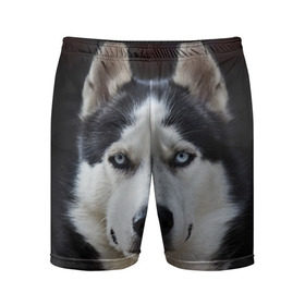 Мужские шорты 3D спортивные с принтом Хаски ,  |  | бандит | животное | порода | собака | хаски | хаски бандит