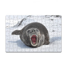Пазл магнитный 126 элементов с принтом Морской тюлень , полимерный материал с магнитным слоем | 126 деталей, размер изделия —  180*270 мм | животное | зима | море | океан | снег | тюлень