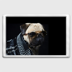 Магнит 45*70 с принтом Бульдог в очках , Пластик | Размер: 78*52 мм; Размер печати: 70*45 | бульдог в очках | домашнее | животное | клепки | кожа | металлист | очки | пес | прикол | рокер | собака | умный | ученый | французский