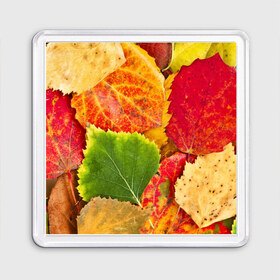 Магнит 55*55 с принтом Осень , Пластик | Размер: 65*65 мм; Размер печати: 55*55 мм | Тематика изображения на принте: берёза | дары осени | жёлтый | зелёный | золотой | краски | красный | красота | листва | листья | наряд | оранжевый | осень | осина | покров | природа
