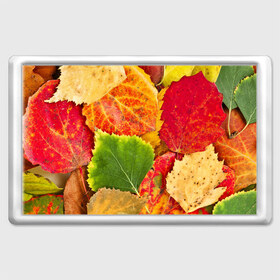 Магнит 45*70 с принтом Осень , Пластик | Размер: 78*52 мм; Размер печати: 70*45 | Тематика изображения на принте: берёза | дары осени | жёлтый | зелёный | золотой | краски | красный | красота | листва | листья | наряд | оранжевый | осень | осина | покров | природа