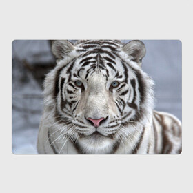 Магнитный плакат 3Х2 с принтом Бенгальский тигр , Полимерный материал с магнитным слоем | 6 деталей размером 9*9 см | tiger | белый | дикая кошка | тигр | хищник