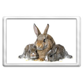 Магнит 45*70 с принтом Кролики , Пластик | Размер: 78*52 мм; Размер печати: 70*45 | Тематика изображения на принте: animals | bunnies | cute | eared | family | fluffy | kids | mom | rabbits | животные | зайцы | кролики | малыши | мама | милые | пушистые | семья | ушастые