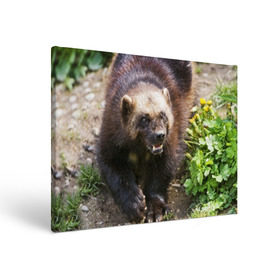 Холст прямоугольный с принтом Росомаха , 100% ПВХ |  | животные | лес | медведи | охота | природа | туризм