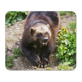 Коврик прямоугольный с принтом Росомаха , натуральный каучук | размер 230 х 185 мм; запечатка лицевой стороны | животные | лес | медведи | охота | природа | туризм