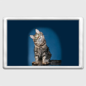 Магнит 45*70 с принтом Мейн-кун 2 , Пластик | Размер: 78*52 мм; Размер печати: 70*45 | Тематика изображения на принте: кот | котенок | котик | котэ | кошка | мейн кун | мейнкун | мэйн кун | мэйнкун