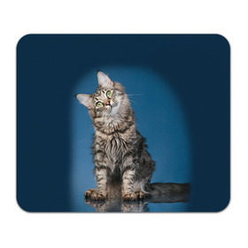 Коврик прямоугольный с принтом Мейн-кун 2 , натуральный каучук | размер 230 х 185 мм; запечатка лицевой стороны | Тематика изображения на принте: кот | котенок | котик | котэ | кошка | мейн кун | мейнкун | мэйн кун | мэйнкун