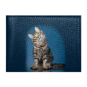 Обложка для студенческого билета с принтом Мейн-кун 2 , натуральная кожа | Размер: 11*8 см; Печать на всей внешней стороне | Тематика изображения на принте: кот | котенок | котик | котэ | кошка | мейн кун | мейнкун | мэйн кун | мэйнкун