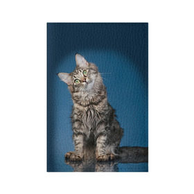 Обложка для паспорта матовая кожа с принтом Мейн-кун 2 , натуральная матовая кожа | размер 19,3 х 13,7 см; прозрачные пластиковые крепления | кот | котенок | котик | котэ | кошка | мейн кун | мейнкун | мэйн кун | мэйнкун