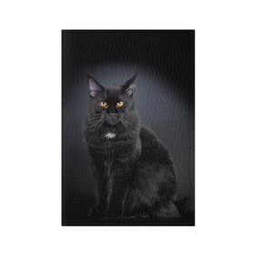 Обложка для паспорта матовая кожа с принтом Мейн-кун 3 , натуральная матовая кожа | размер 19,3 х 13,7 см; прозрачные пластиковые крепления | Тематика изображения на принте: кот | котенок | котик | котэ | кошка | мейн кун | мейнкун | мэйн кун | мэйнкун