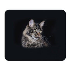 Коврик прямоугольный с принтом Мейн-кун 5 , натуральный каучук | размер 230 х 185 мм; запечатка лицевой стороны | кот | котенок | котик | котэ | кошка | мейн кун | мейнкун | мэйн кун | мэйнкун