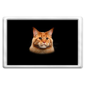 Магнит 45*70 с принтом Мейн-кун 6 , Пластик | Размер: 78*52 мм; Размер печати: 70*45 | Тематика изображения на принте: кот | котенок | котик | котэ | кошка | мейн кун | мейнкун | мэйн кун | мэйнкун