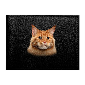 Обложка для студенческого билета с принтом Мейн-кун 6 , натуральная кожа | Размер: 11*8 см; Печать на всей внешней стороне | Тематика изображения на принте: кот | котенок | котик | котэ | кошка | мейн кун | мейнкун | мэйн кун | мэйнкун