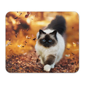 Коврик прямоугольный с принтом Котик в листьях , натуральный каучук | размер 230 х 185 мм; запечатка лицевой стороны | грация | кот | котик | кошка | листья | осень