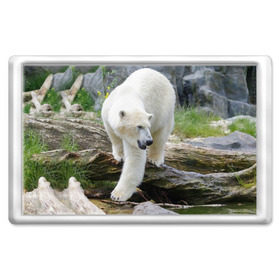 Магнит 45*70 с принтом Белый медведь , Пластик | Размер: 78*52 мм; Размер печати: 70*45 | арктика