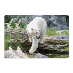 Магнитный плакат 3Х2 с принтом Белый медведь , Полимерный материал с магнитным слоем | 6 деталей размером 9*9 см | арктика