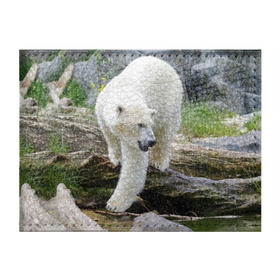 Обложка для студенческого билета с принтом Белый медведь , натуральная кожа | Размер: 11*8 см; Печать на всей внешней стороне | арктика