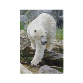 Обложка для паспорта матовая кожа с принтом Белый медведь , натуральная матовая кожа | размер 19,3 х 13,7 см; прозрачные пластиковые крепления | Тематика изображения на принте: арктика
