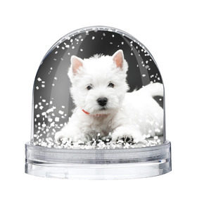 Снежный шар с принтом Вест-хайленд-уайт-терьер , Пластик | Изображение внутри шара печатается на глянцевой фотобумаге с двух сторон | Тематика изображения на принте: вест хайленд уайт терьер | животное | порода | собака