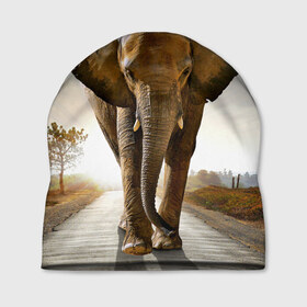 Шапка 3D с принтом Слон , 100% полиэстер | универсальный размер, печать по всей поверхности изделия | africa | animal | big | elephant | go | road | savannah | wild | африка | большой | дикий | дорога | животное | идет | саванна | слон