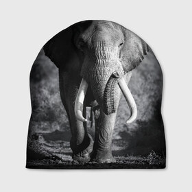Шапка 3D с принтом Слон , 100% полиэстер | универсальный размер, печать по всей поверхности изделия | africa | animal | big | black   white | elephant | go | road | savannah | wild | африка | большой | дикий | дорога | животное | идет | саванна | слон | черно   белый
