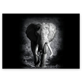 Поздравительная открытка с принтом Слон , 100% бумага | плотность бумаги 280 г/м2, матовая, на обратной стороне линовка и место для марки
 | africa | animal | big | black   white | elephant | go | road | savannah | wild | африка | большой | дикий | дорога | животное | идет | саванна | слон | черно   белый