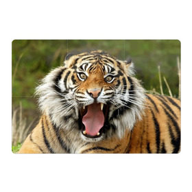 Магнитный плакат 3Х2 с принтом Тигр , Полимерный материал с магнитным слоем | 6 деталей размером 9*9 см | angry | animal | beast | jaws | predator | teeth | tiger | животное | зверь | злой | клыки | оскал | пасть | тигр | хищник