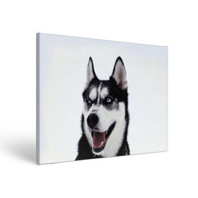 Холст прямоугольный с принтом Сибирский хаски , 100% ПВХ |  | Тематика изображения на принте: взгляд | голубые глаза | зима | сибирь | снег | собака | хаски | хаски бандит | холод