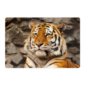 Магнитный плакат 3Х2 с принтом Тигр , Полимерный материал с магнитным слоем | 6 деталей размером 9*9 см | амурский | животные | киса | кот | котенок | кошка | пума | рысь | серый | тигр | хищник