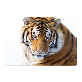 Магнитный плакат 3Х2 с принтом Тигр , Полимерный материал с магнитным слоем | 6 деталей размером 9*9 см | Тематика изображения на принте: амурский | животные | киса | кот | котенок | кошка | пума | рысь | серый | тигр | хищник