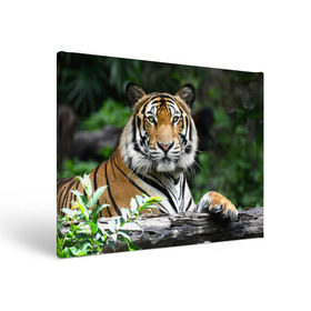 Холст прямоугольный с принтом Тигр в джунглях , 100% ПВХ |  | амурский | животные | зверь | киса | кот | котенок | кошка | тигр | хищник