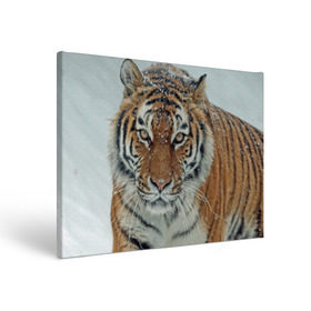 Холст прямоугольный с принтом Тигр , 100% ПВХ |  | амурский | животные | зверь | киса | кот | котенок | кошка | тигр | хищник