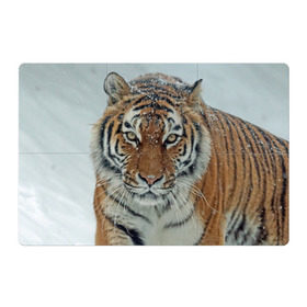 Магнитный плакат 3Х2 с принтом Тигр , Полимерный материал с магнитным слоем | 6 деталей размером 9*9 см | амурский | животные | зверь | киса | кот | котенок | кошка | тигр | хищник