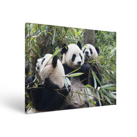 Холст прямоугольный с принтом Семейка панд , 100% ПВХ |  | Тематика изображения на принте: бамбук | животное | зверь | косолапый | лес | медведи | медведь | миша | мишка | мишутка | млекопитающее | панда | природа | трое