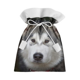 Подарочный 3D мешок с принтом Хаски , 100% полиэстер | Размер: 29*39 см | Тематика изображения на принте: волк | маламут | собака | хаски | щенок