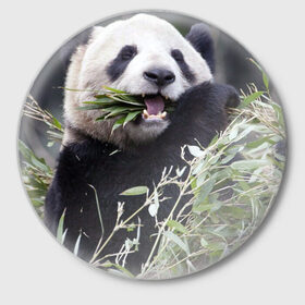 Значок с принтом Панда кушает ,  металл | круглая форма, металлическая застежка в виде булавки | Тематика изображения на принте: бамбук | животное | медведь