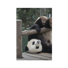 Обложка для паспорта матовая кожа с принтом Паркур панда , натуральная матовая кожа | размер 19,3 х 13,7 см; прозрачные пластиковые крепления | бамбук | животное | медведь