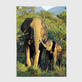 Постер с принтом Слониха и слоненок в природе , 100% бумага
 | бумага, плотность 150 мг. Матовая, но за счет высокого коэффициента гладкости имеет небольшой блеск и дает на свету блики, но в отличии от глянцевой бумаги не покрыта лаком | Тематика изображения на принте: африка | африканский | бивни | большой | гигант джунгли | зоопарк | индийский | индия | лесной великан | мамонт | огромный | саванна | сафари | серый | слон | слоненок | слониха | стадо | уши | хобот