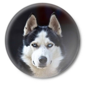 Значок с принтом Хаски ,  металл | круглая форма, металлическая застежка в виде булавки | Тематика изображения на принте: dog | лабрадор | мопс | пес | собака | такса | хаски | щеночек