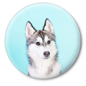 Значок с принтом Blue ,  металл | круглая форма, металлическая застежка в виде булавки | dog | бандит | пес | собака | хаски | хаски бандит | щеночек