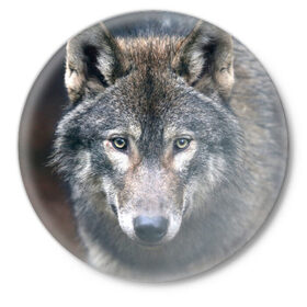 Значок с принтом Серый волк ,  металл | круглая форма, металлическая застежка в виде булавки | аука | бирюк | волк | волчара | волчица | волчок | глаза | животное | животные | зверь | зеленые | койот | лес | млекопитающее | природа | санитар леса | серый | уши | фауна | хищник | черный | шакал